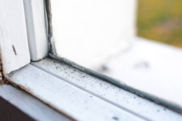 Best Airborne Mold Testing  in Duluth, MN