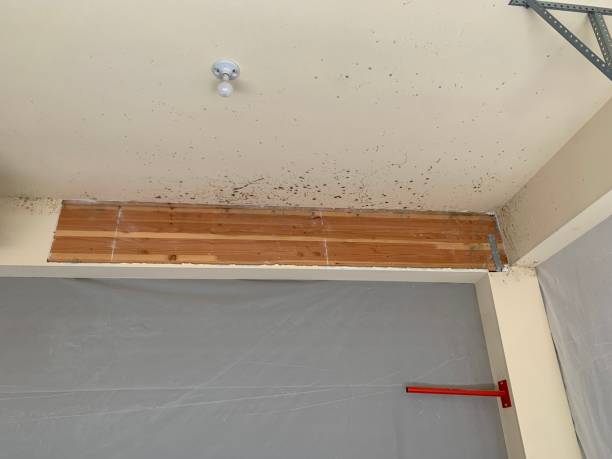  Duluth, MN Mold Removal Pros